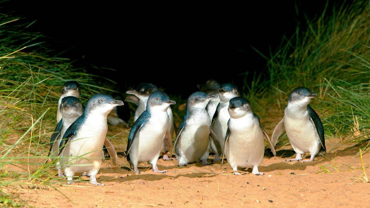 カウズ The Grampian Phillip Islandヴィラ エクステリア 写真